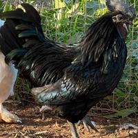 Gallo cemani