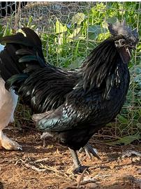 Gallo cemani