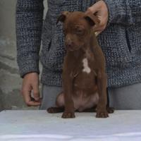 American pitbull terrier ukc