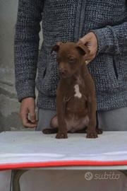 American pitbull terrier ukc