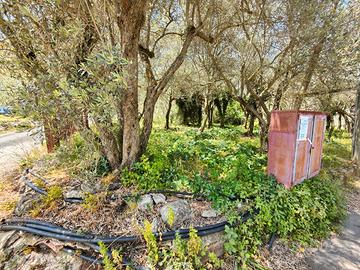 Monreale/monte caputo ampi lotti di terreno