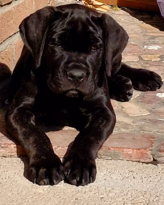 Cane corso femmina