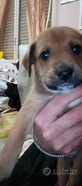 Cuccioli meticci vi aspettano