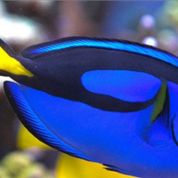 Paracanthurus Hepatus, pesce chirurgo blu