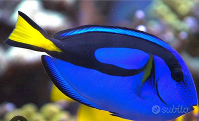 Paracanthurus Hepatus, pesce chirurgo blu