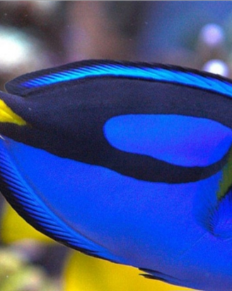 Paracanthurus Hepatus, pesce chirurgo blu