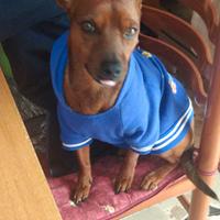 Pinscher nano