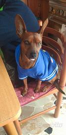 Pinscher nano