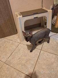 gatta sphynx cucciola 