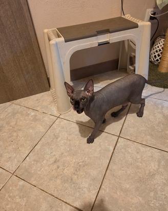 gatta sphynx cucciola 