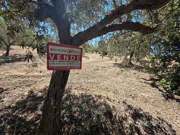 Santa ninfa terreno 2600 mq zona artigianale