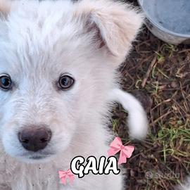 Gaia cucciola taglia medio grande
