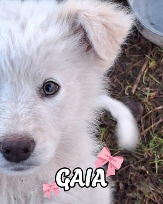 Gaia cucciola taglia medio grande