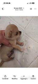 Chihuahua mini toy