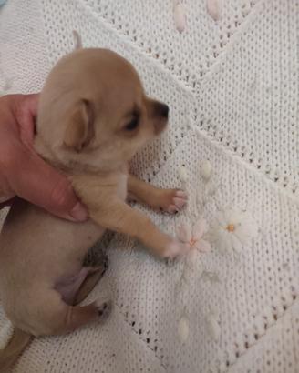 Chihuahua mini toy