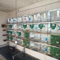 Batteria con sistema carta