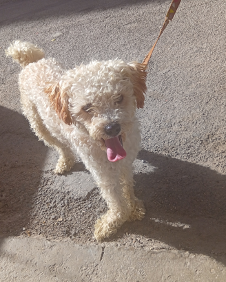 Barboncino 2 anni