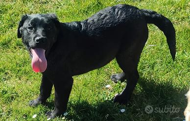 Cuccioli di labrador