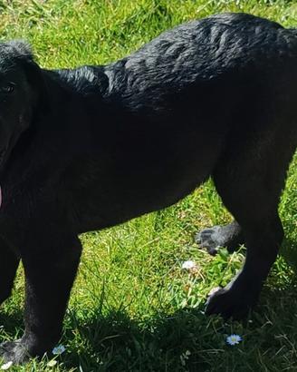 Cuccioli di labrador