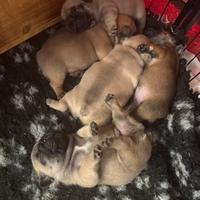 Bulldog francese, pedigree Enci