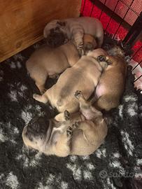 Bulldog francese, pedigree Enci