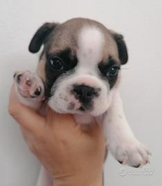Ultimi cuccioli maschi di bulldog francese