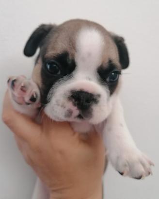 Ultimi cuccioli maschi di bulldog francese
