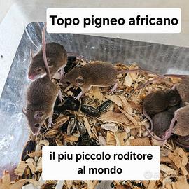 Topo pigmeo africano