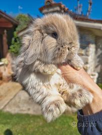 Conigli minilop cuccioli