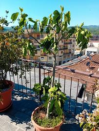 fico fillacciano
