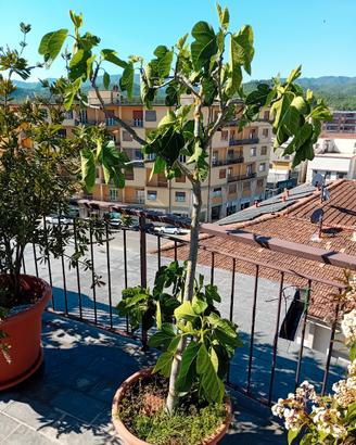 fico fillacciano