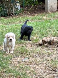 Labrador