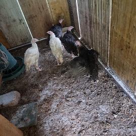 Pulcinotti di tacchini