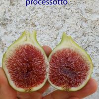 talee fico per riproduzione