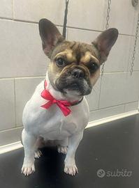 Buldog francese