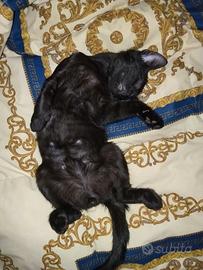 Gattino nero di 4 mesi molto affettuoso