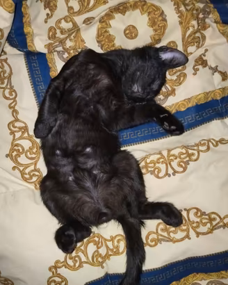 Gattino nero di 4 mesi molto affettuoso
