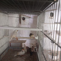 Diamante mandarino detto bengalino