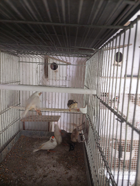 Diamante mandarino detto bengalino