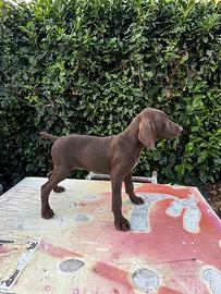 Cuccioli di bracco tedesco kurzhaar