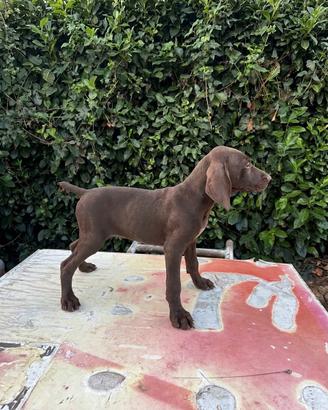 Cuccioli di bracco tedesco kurzhaar