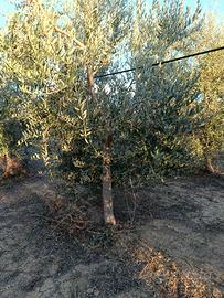 370 piante di olivo di 5 anni