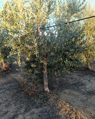 370 piante di olivo di 5 anni