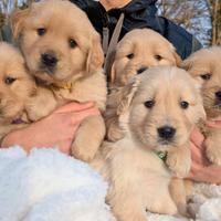 Cuccioli golden retriever
