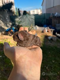 Deliziosi cuccioli di Porcellino d'India