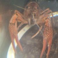 Gambero rosso della louisiana acqua dolce