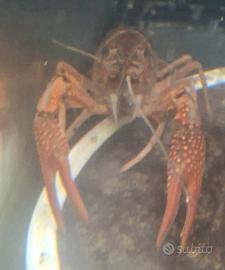 Gambero rosso della louisiana acqua dolce