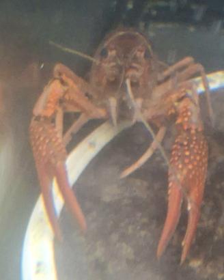 Gambero rosso della louisiana