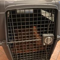 Kennel per taglia media