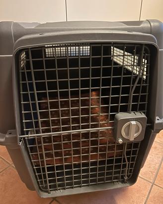 Kennel per taglia media